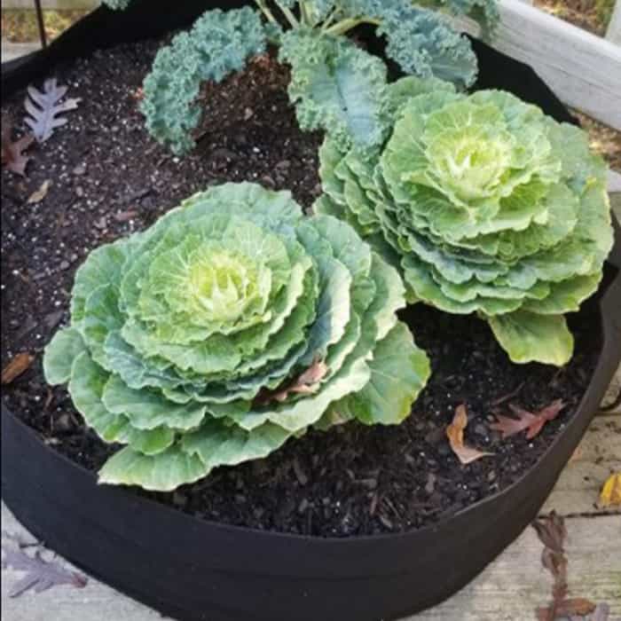 Zahradní kultivační vak, GardenGrowBag