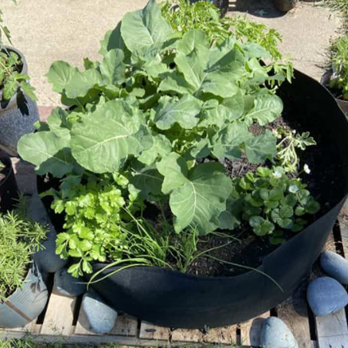Zahradní kultivační vak, GardenGrowBag